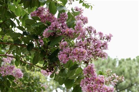 mature crepie|A Guide To Crepe Myrtle Varieties .